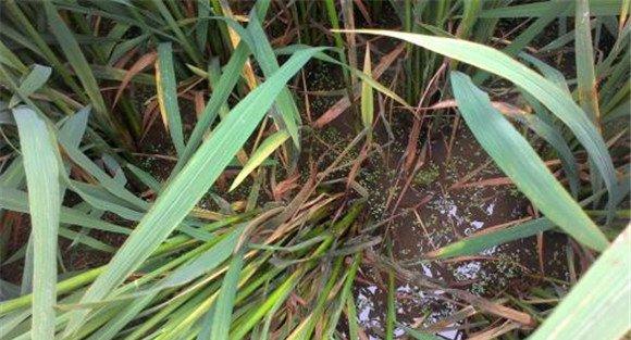 水稻纹枯病的危害及防治技术