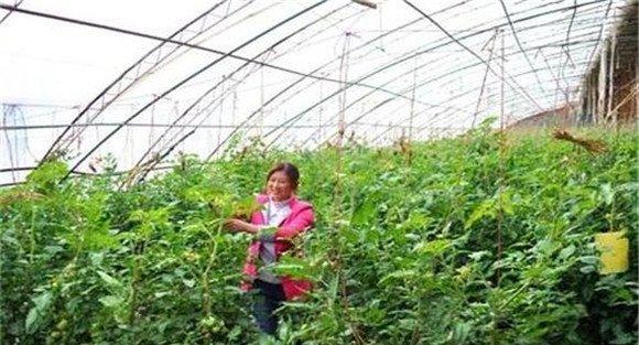 番茄的田间管理有哪些方法