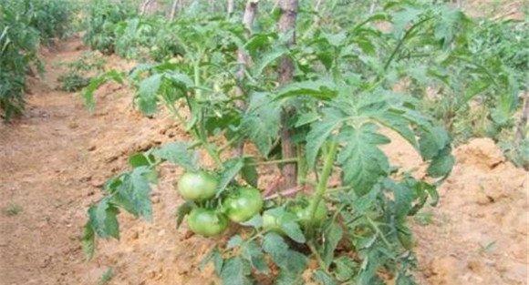 番茄的田间管理主要内容