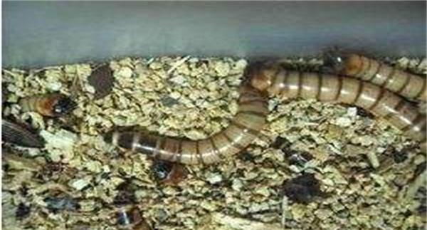 黄粉虫冬季养殖管理方法