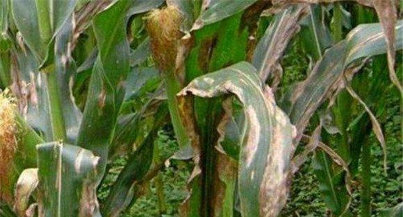 玉米病毒病防治方法
