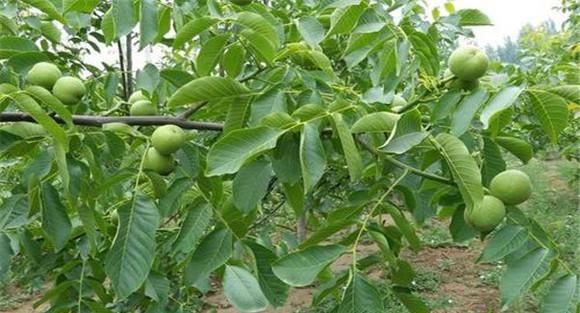核桃夏季病虫害防治重点
