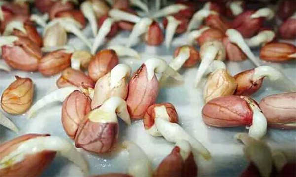 花生芽苗菜种植管理要点