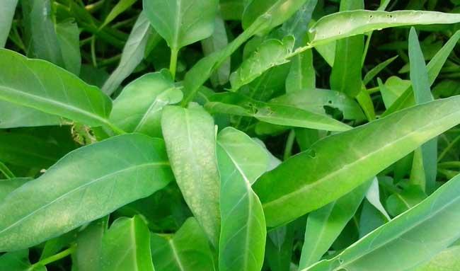 大棚空心菜种植技术