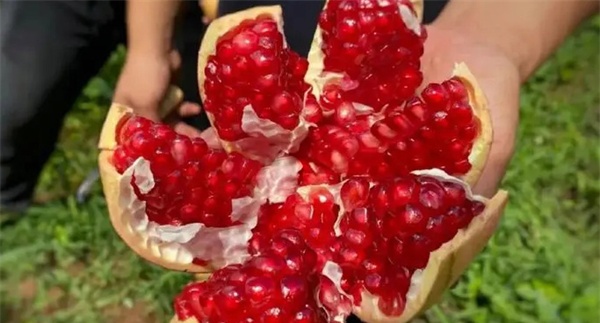突尼斯软籽石榴