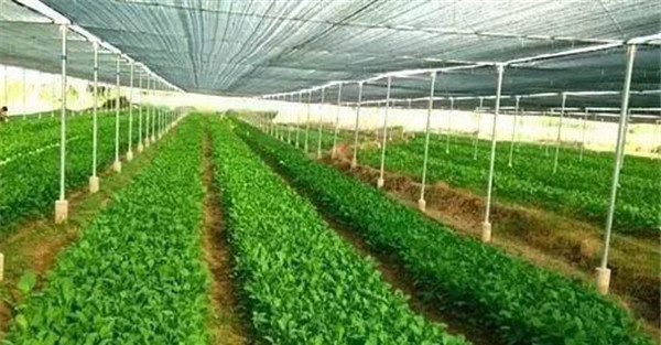 大棚菜适宜的生长温度指