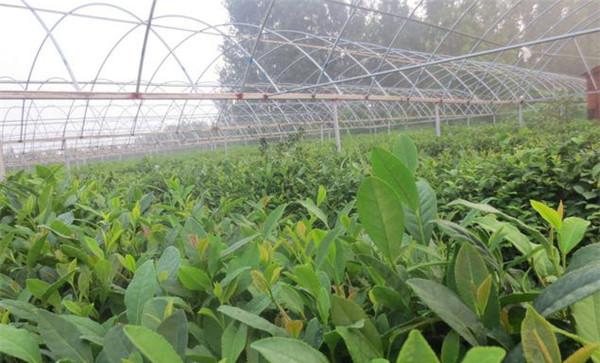大棚茶园的品种选择