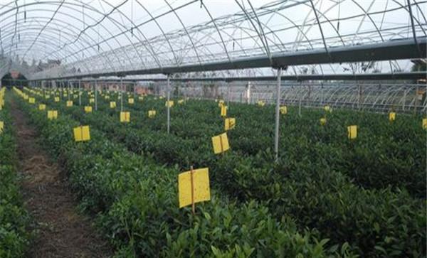 大棚茶园要补充二氧化碳
