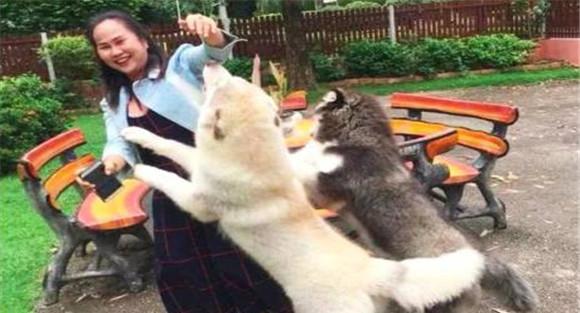狗对主人攻击或对陌生人的撕咬行为