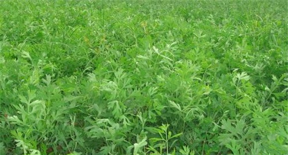 防风种植技术与步骤