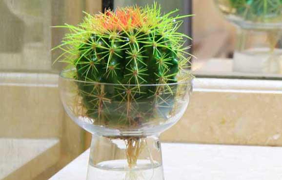 仙人球种植方法