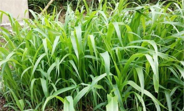 植物性饲料