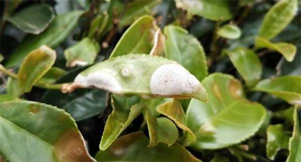 如何预防茶树冻害