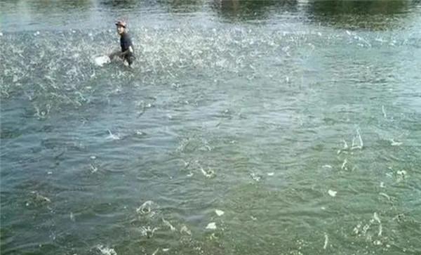 鱼种浸洗消毒要注意哪些事项