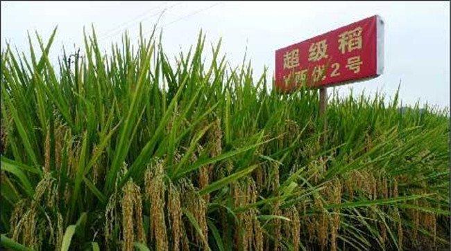 超级稻最高产量是多少