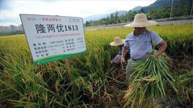超级稻的主要优秀品种