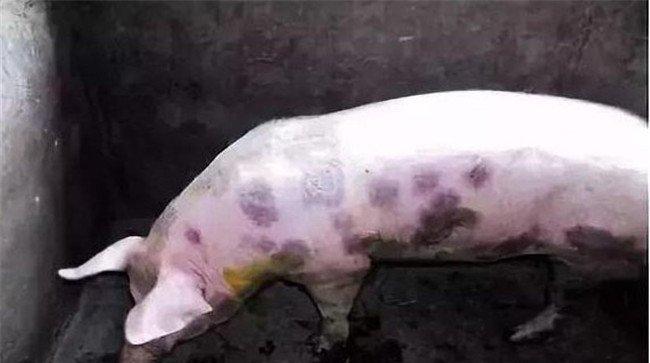 体温低的猪有哪些症状表现