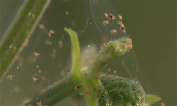 草莓红蜘蛛农业防治