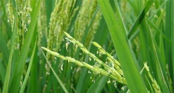 水稻灌浆期需要多长时间