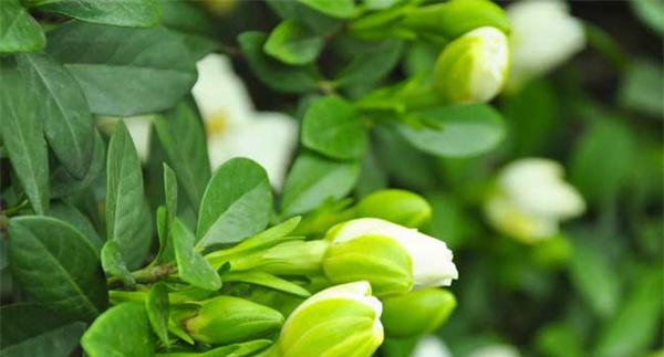 栀子花什么时候开