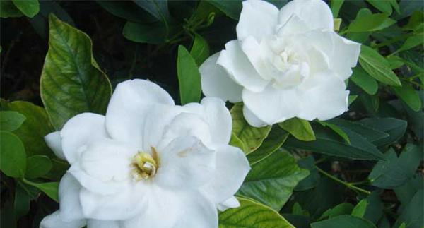 栀子花的开花条件