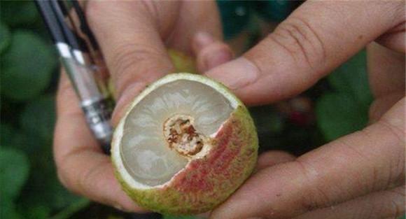 荔枝蒂蛀虫的防治