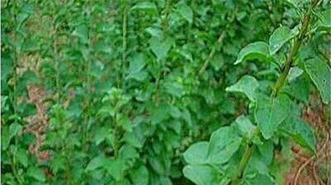叶用枸杞定植方法