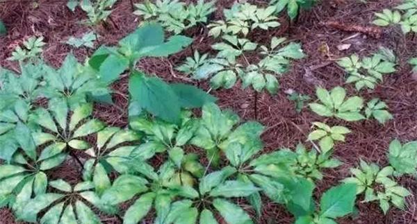 药用植物病害的发生特点