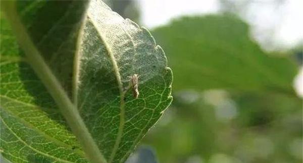苹果树上金纹细蛾如何防治