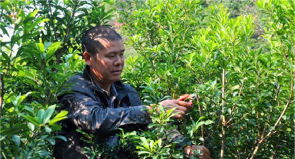 杨梅幼树的修剪