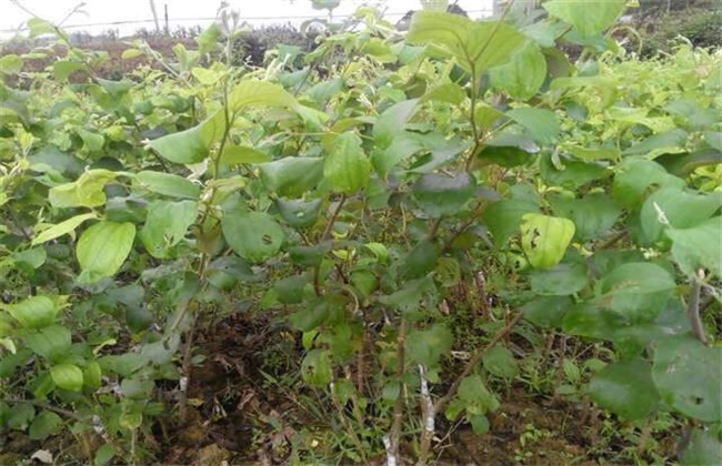 果树种植