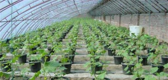 日光温室黄瓜反季节栽培技术