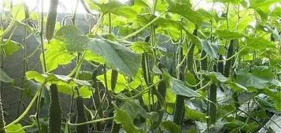 黄瓜定植与定植后管理