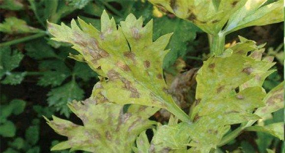 芹菜叶斑病防治方法