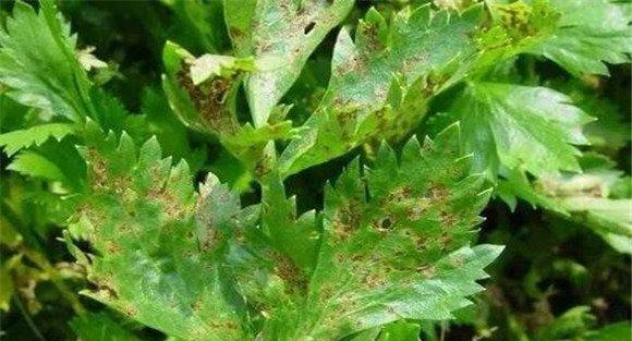 芹菜叶斑病特效药是什么