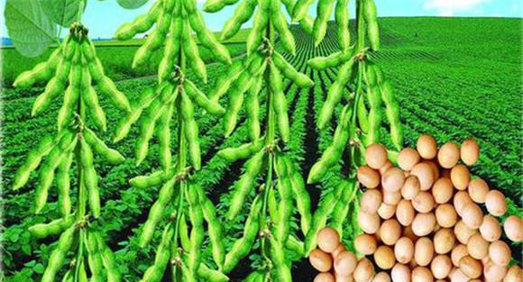 夏大豆种植要选择良种