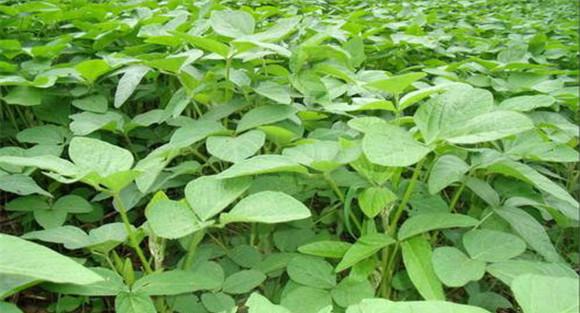 夏大豆栽培技术要点