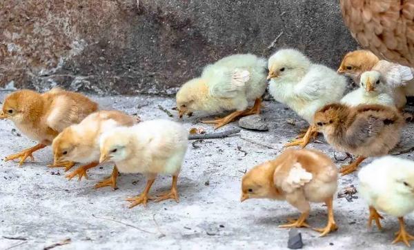 小鸡吃饱了还会继续吃吗