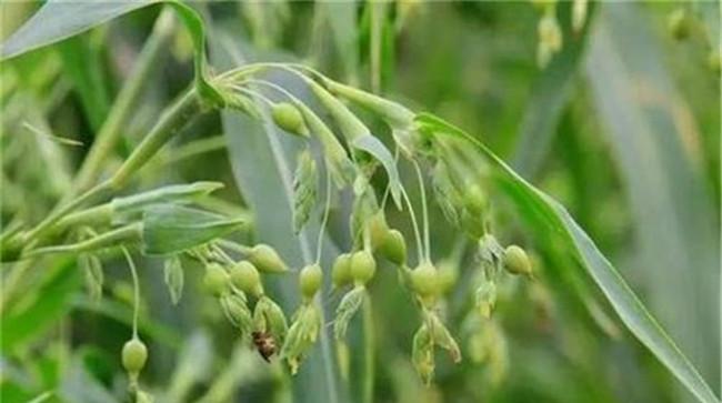 薏苡种植技术及科学施肥方法