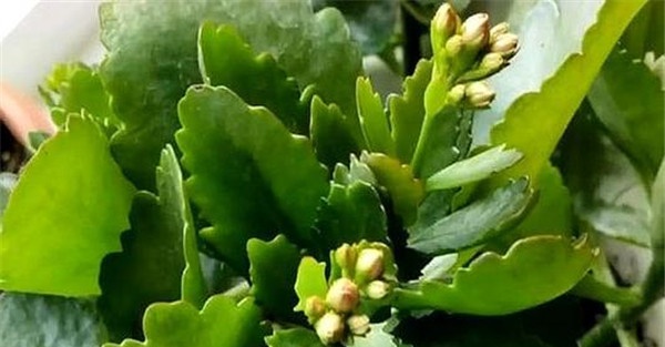 长寿花