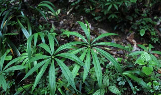 天南星和半夏的区别
