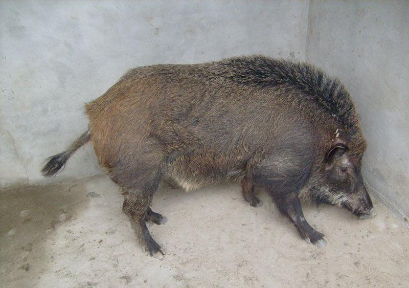 野猪养殖