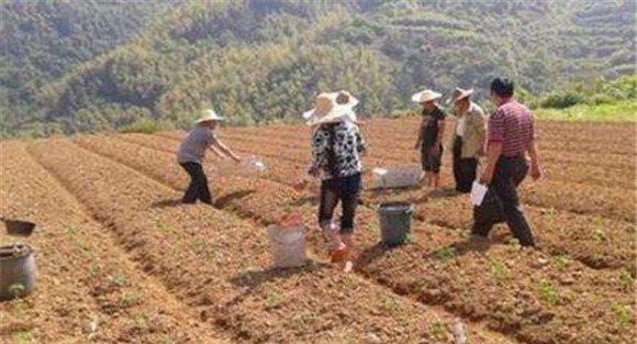 种植秋菜豆如何选地施基肥