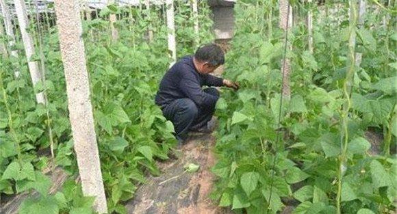 秋菜豆在栽培上应掌握哪些技术要点