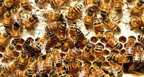 双王蜂群春繁期、生产期和越冬期的管理方法