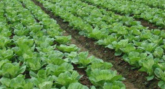 春播大白菜种植技术要点