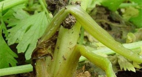 芹菜易发生哪些生理病害