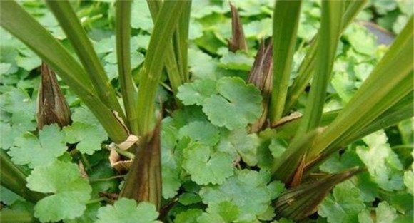 芹菜叶柄开裂的原因与防治