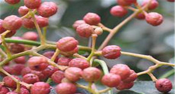 花椒花叶病