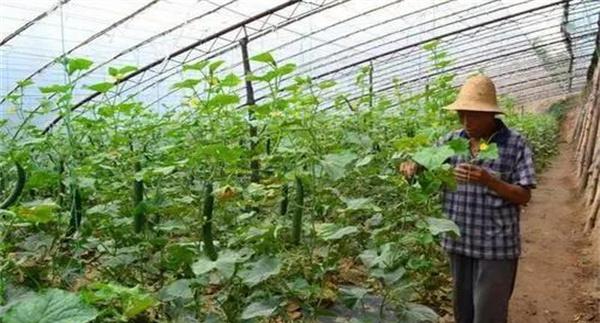 目前大棚蔬菜的施肥